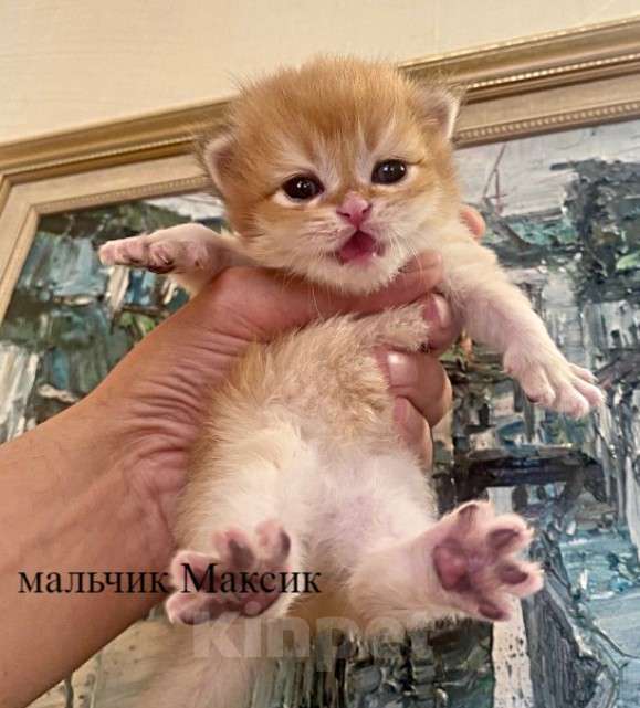 Кошки в Челябинске: Британский котенок шоколадное золото by12 Мальчик, 65 000 руб. - фото 3