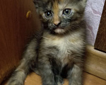 Кошки в Жуковском: Котята Девочка, 1 500 руб. - фото 4