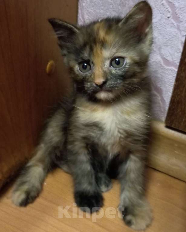Кошки в Жуковском: Котята Девочка, 1 500 руб. - фото 4