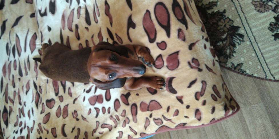 Собаки в Тамбове: Щенок Девочка, 5 000 руб. - фото 3