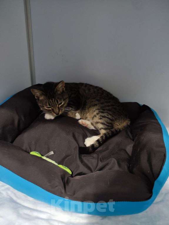 Кошки в Москве: Ласковая Оди ищем дом Девочка, Бесплатно - фото 3