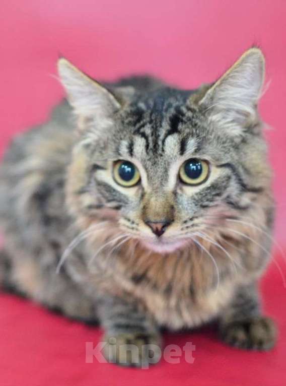 Кошки в Москве: Отдам котёнка в добрые руки Мальчик, Бесплатно - фото 5