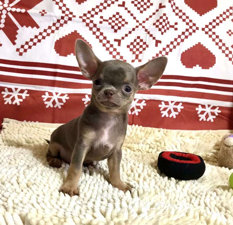 Собаки в Москве: предлагается для вязки чихуахуа кобель лилово-подпалого окраса Мальчик, 15 000 руб. - фото 2