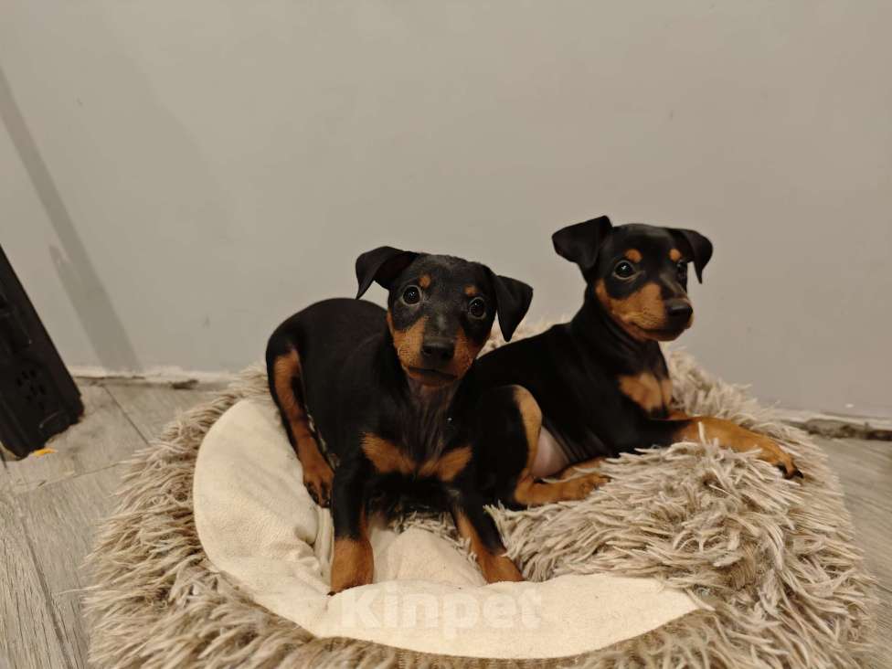 Собаки в Краснодаре: Юми Девочка, 15 000 руб. - фото 2