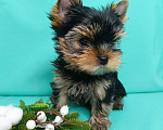 Собаки в Москве: Щенок йоркширский терьер Мальчик, 40 000 руб. - фото 3