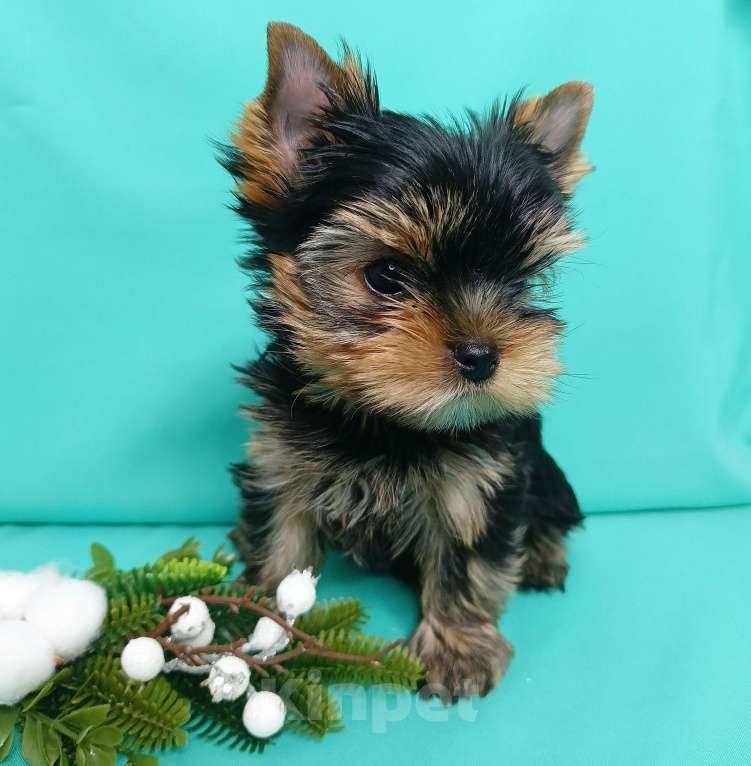 Собаки в Москве: Щенок йоркширский терьер Мальчик, 40 000 руб. - фото 3