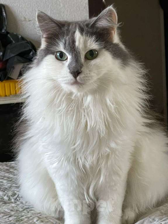 Кошки в Москве: Турецкий ван Фея в добрые руки Девочка, 1 руб. - фото 2