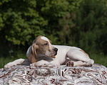Собаки в Великом Новгороде: щенки английского пойнтера Мальчик, Бесплатно - фото 4