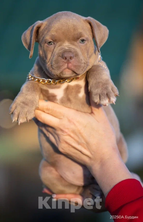 Собаки в Раменском: Американский Булли, мальчик, тип классик  Мальчик, 80 000 руб. - фото 3