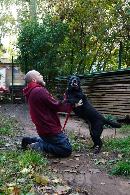 Собаки в Балашихе: Рик Мальчик, Бесплатно - фото 4