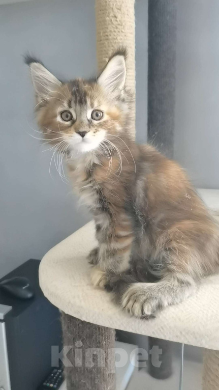 Кошки в Иркутске: Злата Девочка, 30 000 руб. - фото 3