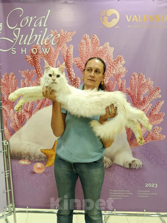 Кошки в Москве: Котёнок мейн-куна Мальчик, 90 000 руб. - фото 1