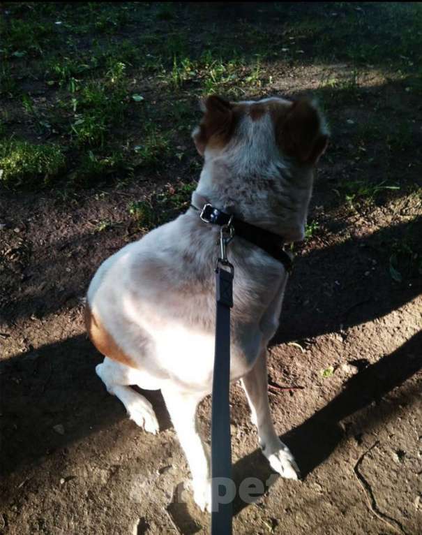 Собаки в Москве: собака алабай девочка Девочка, Бесплатно - фото 3