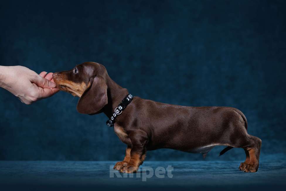 Собаки в Тюмени: Продается мальчик кроличьей/мини таксы Мальчик, 65 000 руб. - фото 4