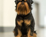 Собаки в Москве: Красивый мальчишка Бельгиец Мальчик, 50 000 руб. - фото 4