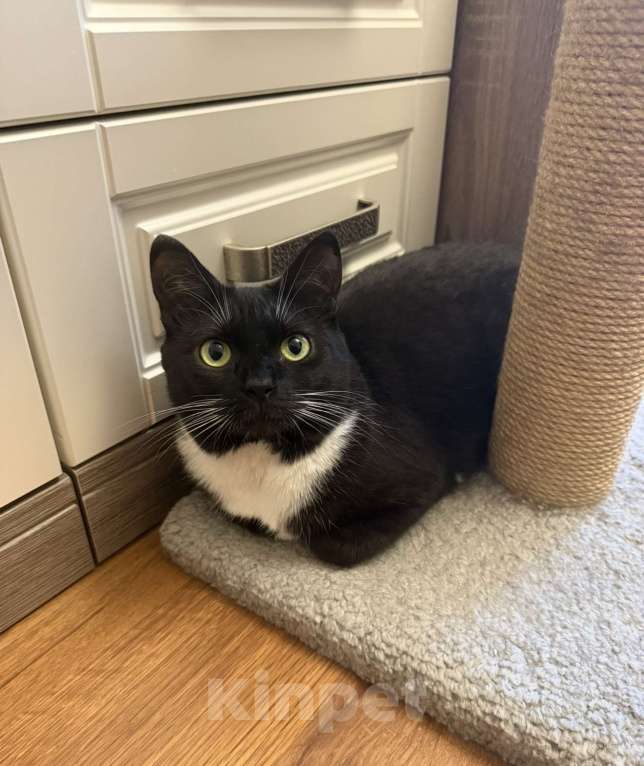 Кошки в Москве: Кошечка Мила ищет дом Девочка, Бесплатно - фото 5