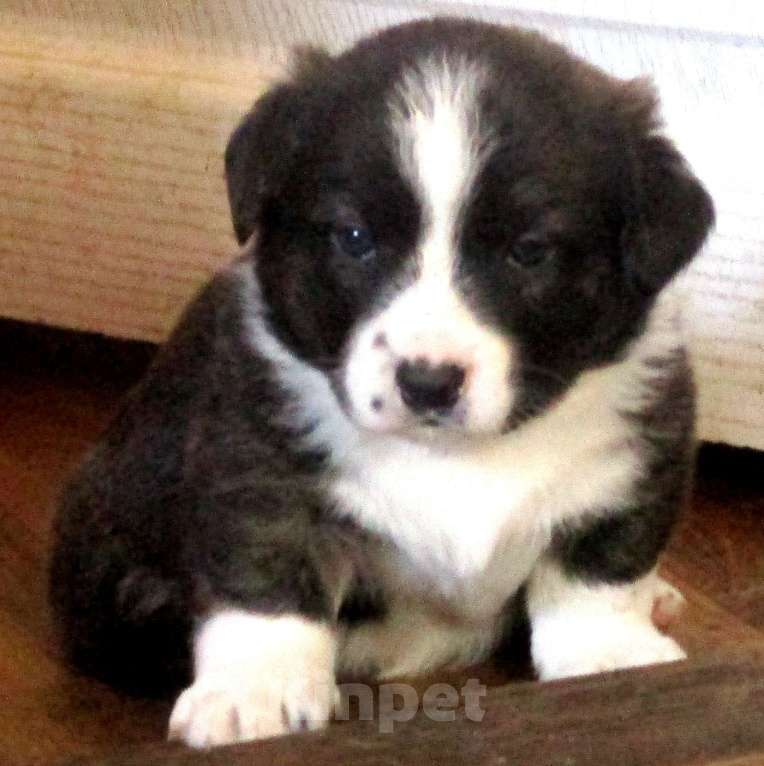 Собаки в Иркутске: Щенки Вельш Корги Кардигана Мальчик, 35 000 руб. - фото 1