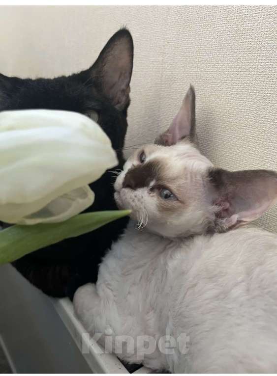 Кошки в Москве: Девон-рекс от чемпиона Разнополые, 80 000 руб. - фото 3