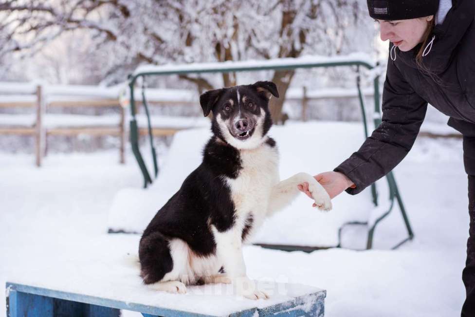 Собаки в Москве: Лада, 1 год в добрые руки Девочка, Бесплатно - фото 3