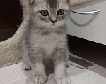 Кошки в Люберцах: Шотландские чистокровные котята  Мальчик, 8 000 руб. - фото 8