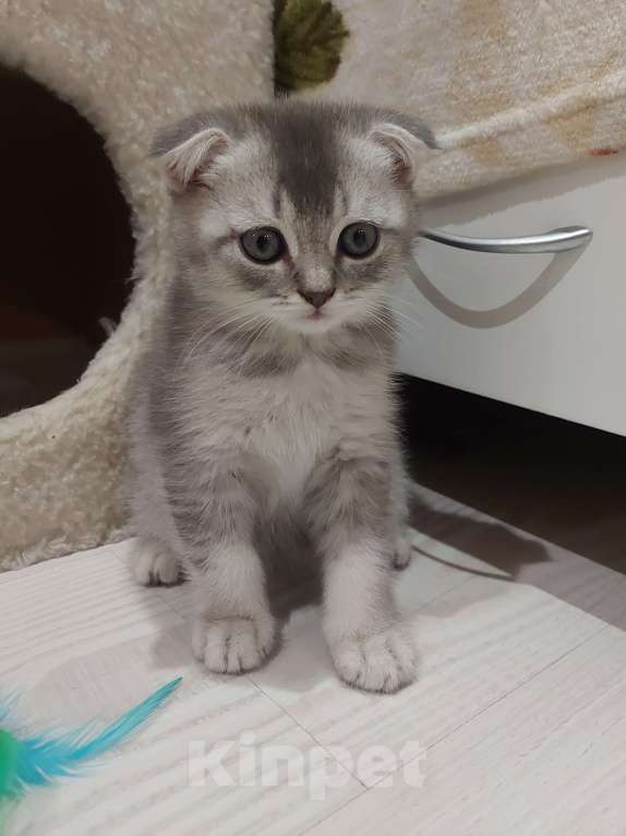 Кошки в Люберцах: Шотландские чистокровные котята  Мальчик, 8 000 руб. - фото 8
