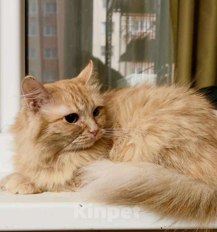 Кошки в Москве: Рыжая солнечная кошечка Мандаринка в добрые руки Девочка, Бесплатно - фото 3