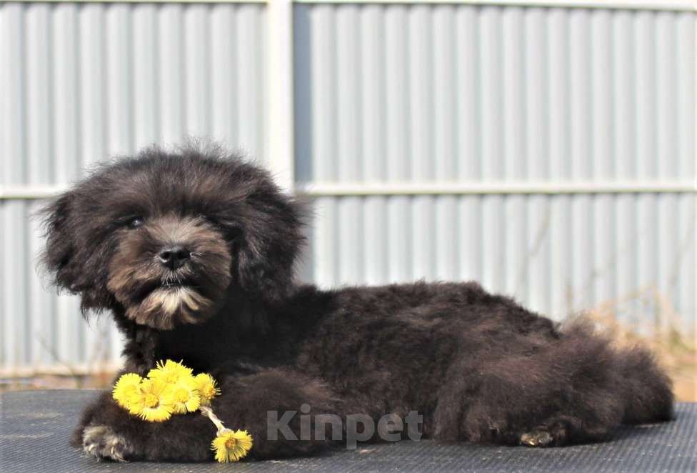 Собаки в Москве: мальтипу мини и микро, бэби фейс Мальчик, 100 000 руб. - фото 8