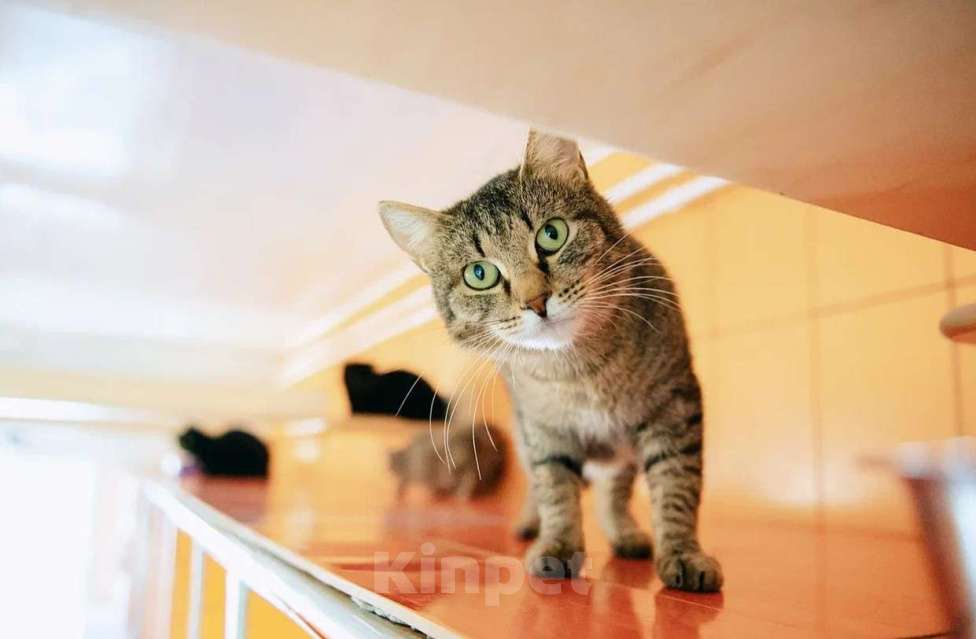 Кошки в других городах Московской области: Красавица Рафа в поисках счастья Девочка, Бесплатно - фото 1