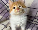 Кошки в Сосновом Бору: Котенок Винни Мальчик, Бесплатно - фото 6
