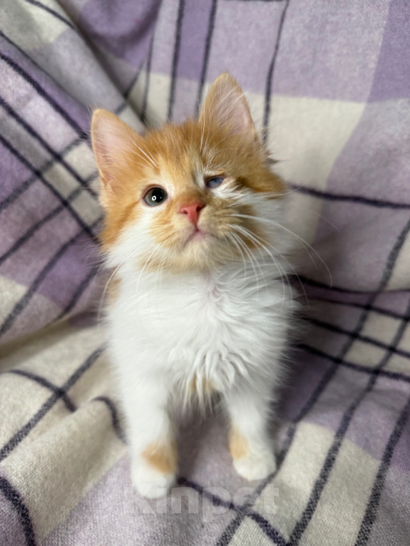 Кошки в Сосновом Бору: Котенок Винни Мальчик, Бесплатно - фото 6
