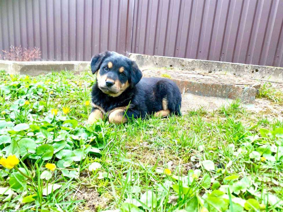 Собаки в Москве: Щенки девочки в добрые руки Девочка, Бесплатно - фото 4