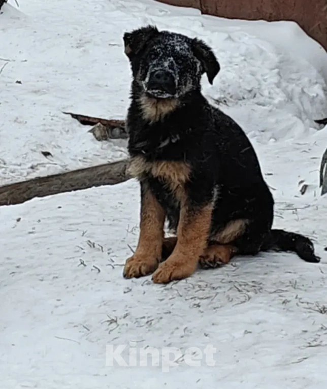Собаки в Серове: Щенок немецкой овчарки Мальчик, Бесплатно - фото 1