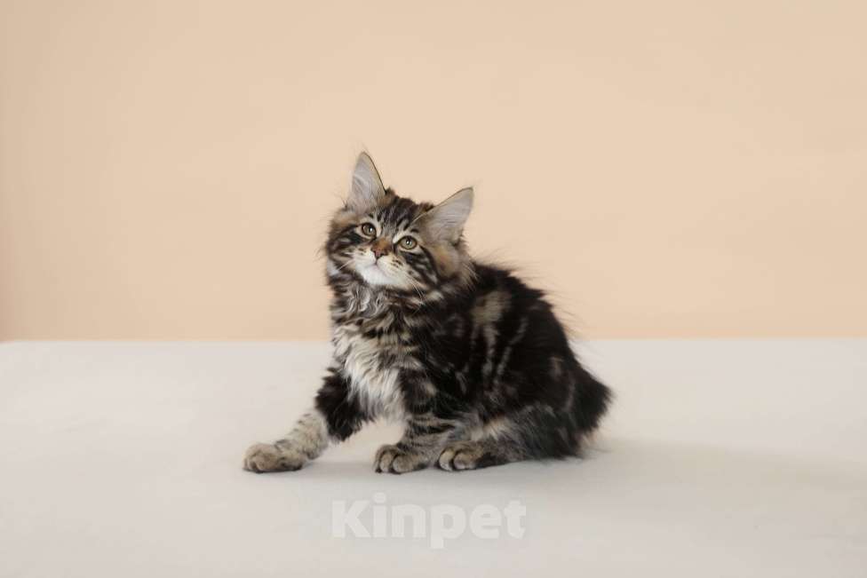 Кошки в Серпухове: Хибискус Русские Цветы Курильский  Бобтейл Мальчик, 80 000 руб. - фото 6