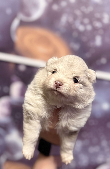 Щенок померанского шпица