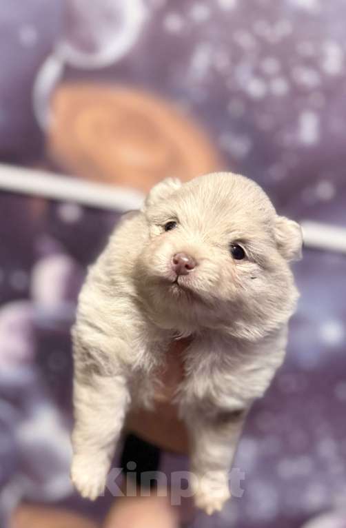 Собаки в других городах Тульской области: Щенок померанского шпица Девочка, 50 000 руб. - фото 1