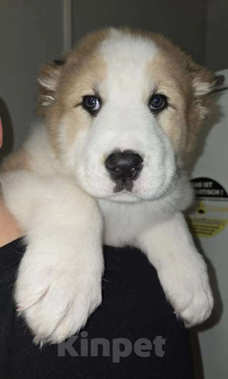 Собаки в Москве: Щенки алабая Мальчик, 30 000 руб. - фото 7