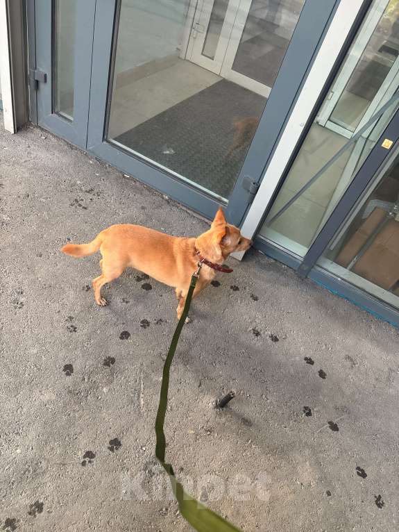 Собаки в Екатеринбурге: Нашла собаку, ищу хозяина Мальчик, Бесплатно - фото 2