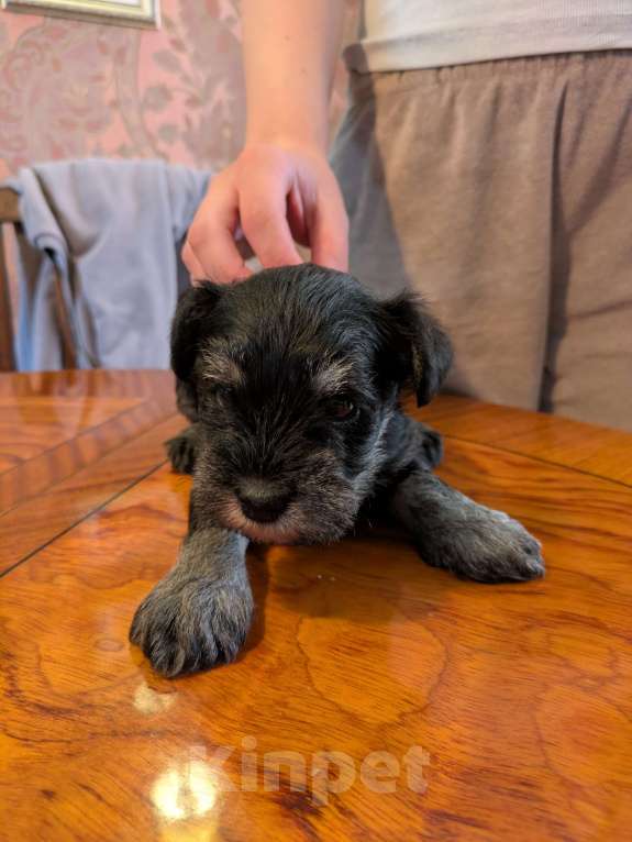 Собаки в Ярославле: Цвергшнауцер черный с серебром Девочка, 50 000 руб. - фото 7