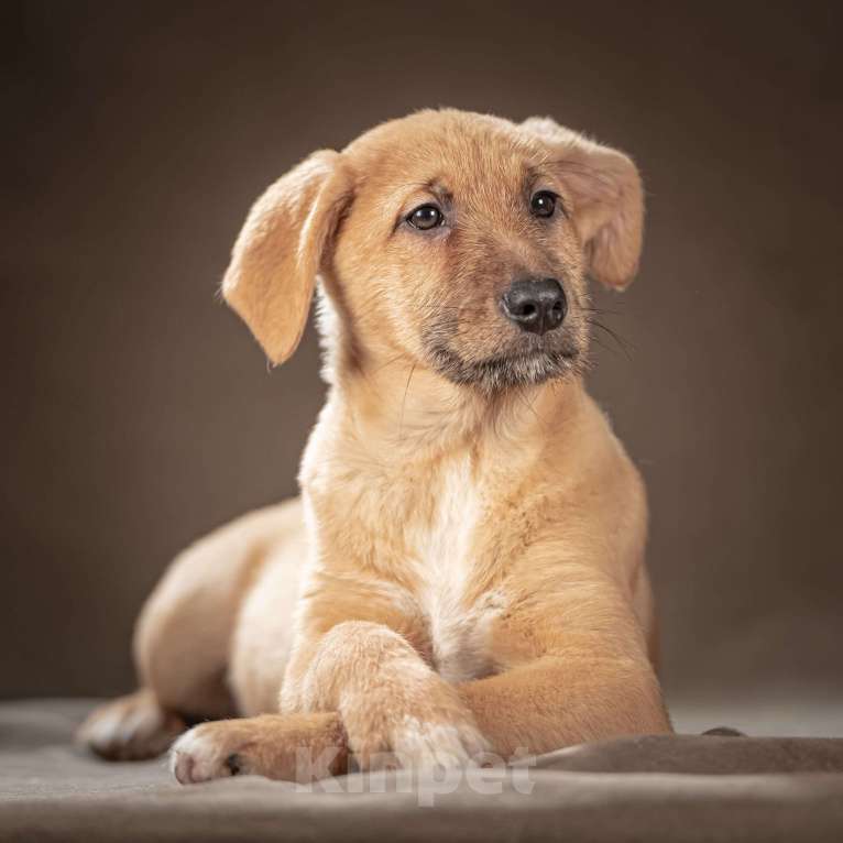 Собаки в Клине: Мейси — жизнерадостная шалунья подарит вам много радости Девочка, Бесплатно - фото 5