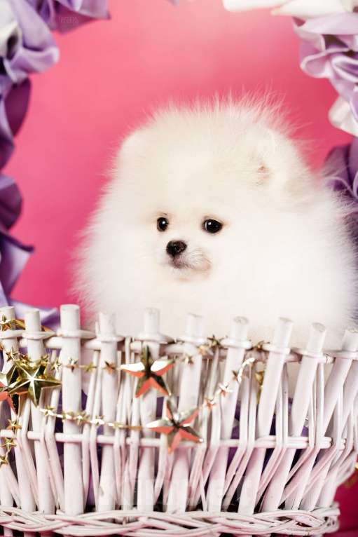 Собаки в Москве: Девочка бело-кремовая Девочка, 105 000 руб. - фото 1