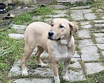 Собаки в Москве: Щенок метис лабрадора Вета Девочка, 1 руб. - фото 3