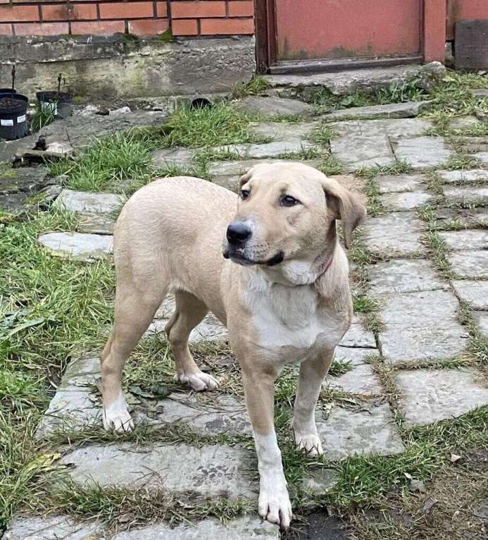 Собаки в Москве: Щенок метис лабрадора Вета Девочка, 1 руб. - фото 3