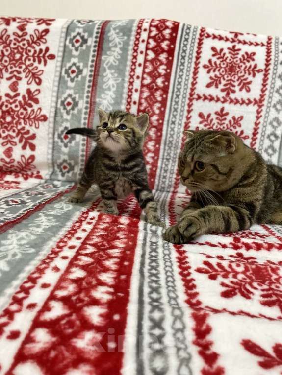 Кошки в Нижнем Новгороде: Шотландские котята Мальчик, 8 000 руб. - фото 1