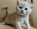 Кошки в Армавире: Рыжий мальчик, британский прямоухий Мальчик, 10 000 руб. - фото 2