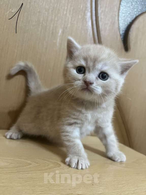 Кошки в Армавире: Рыжий мальчик, британский прямоухий Мальчик, 10 000 руб. - фото 2