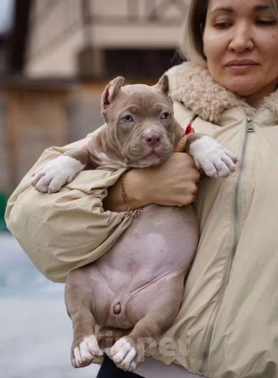 Собаки в Москве: Американский булли покет Девочка, 250 000 руб. - фото 3