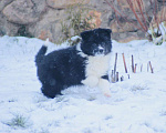 Собаки в других городах Московской области: Щенки Бордер Колли  Девочка, 90 000 руб. - фото 2