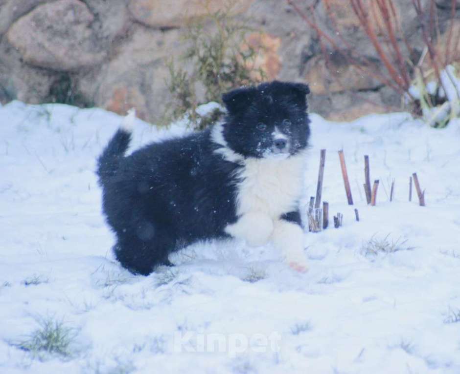 Собаки в других городах Московской области: Щенки Бордер Колли  Девочка, 90 000 руб. - фото 2