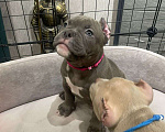 Собаки в Новосибирске: Щенки американского булли — лилак, голубые, тигровый Разнополые, Бесплатно - фото 3