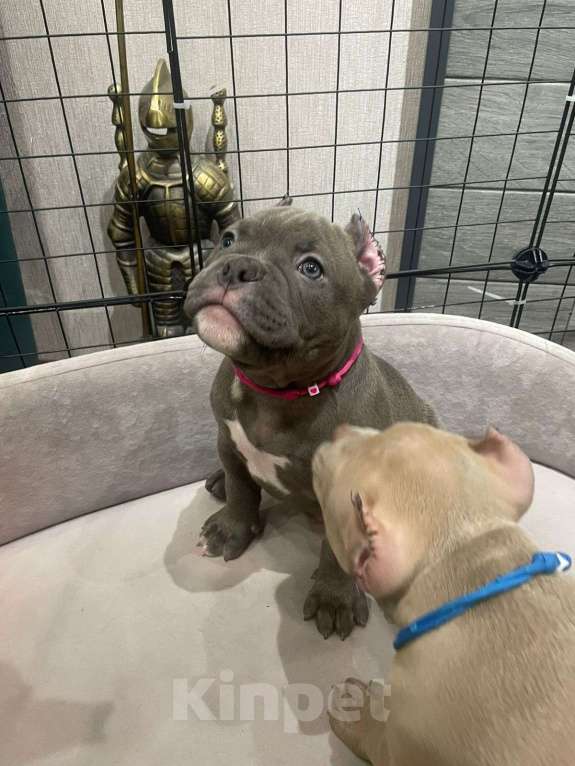 Собаки в Новосибирске: Щенки американского булли — лилак, голубые, тигровый Разнополые, Бесплатно - фото 3